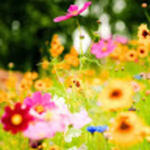 Meet your Posher, Fatmah